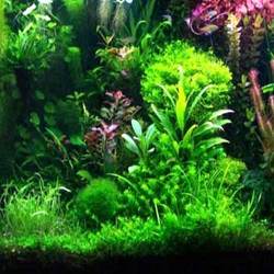 Freshwater Aquariums Manufacturer Supplier Wholesale Exporter Importer Buyer Trader Retailer in Faridabad Haryana India